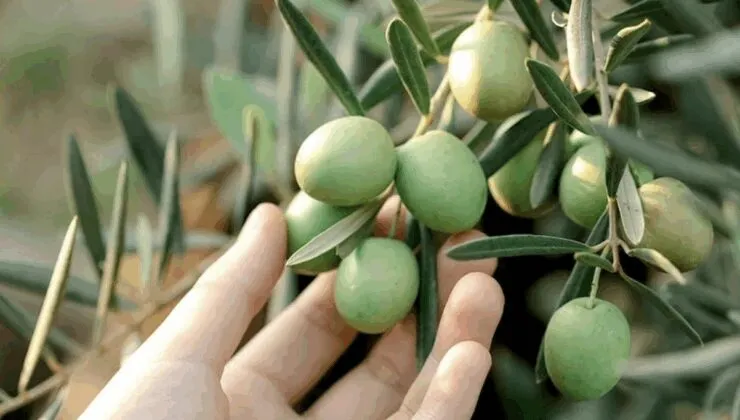 Gemlik’te çiftçilere koruyucu ekipman dağıtıldı